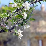 Casa de Campo Il Casale Degli Ulivi *