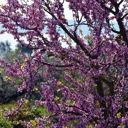 Il Casale Degli Ulivi Venkovský dům