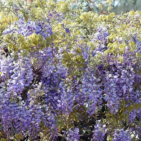 Venkovský dům Il Casale Degli Ulivi *