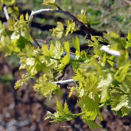 Il Casale Degli Ulivi Venkovský dům *